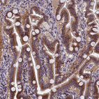 Immunohistochemical staining of human Duodenum shows strong granular cytoplasmic positivity in glandular cells.