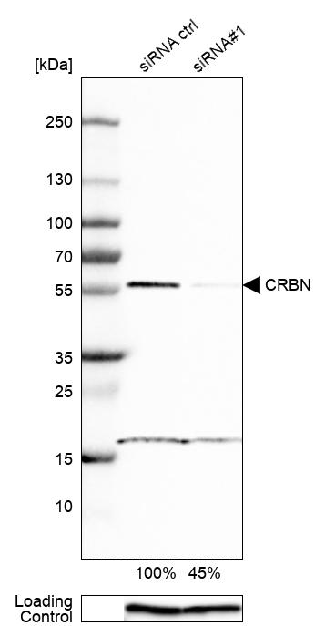 Anti-CRBN Antibody