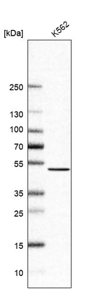Western blot analysis in human cell line K562.