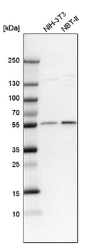 Western blot analysis in mouse cell line NIH-3T3 and rat cell line NBT-II.