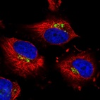 Immunofluorescent staining of human cell line U-251 MG shows localization to the Golgi apparatus.