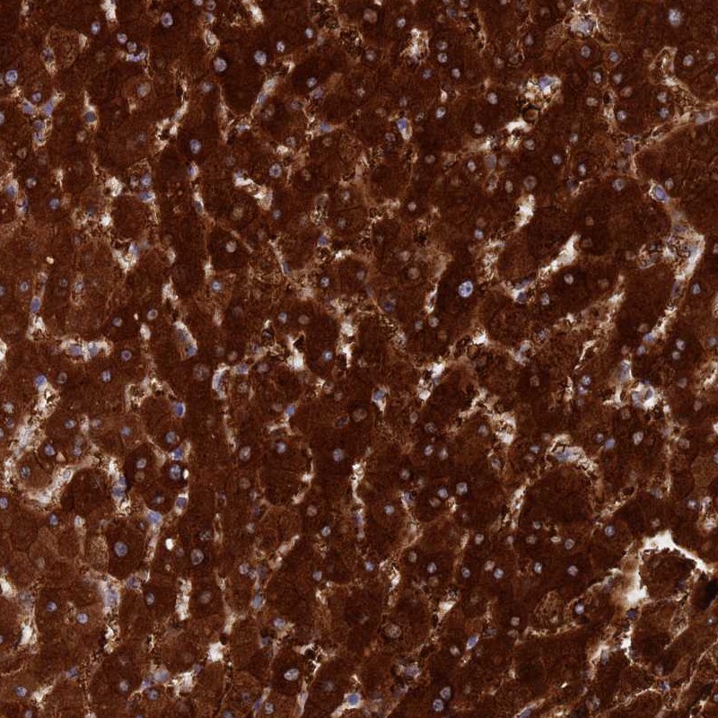 Anti-LMNTD1 Antibody