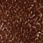 Anti-LMNTD1 Antibody