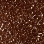 Anti-LMNTD1 Antibody