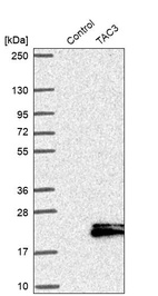 Western blot analysis in control (vector only transfected HEK293T lysate) and TAC3 over-expression lysate (Co-expressed with a C-terminal myc-DDK tag (~3.1 kDa) in mammalian HEK293T cells, LY415710).