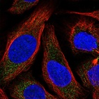 Immunofluorescent staining of human cell line U-2 OS shows localization to vesicles.