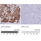 Anti-LIPF Antibody