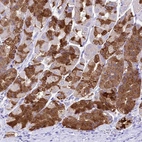 Immunohistochemical staining of human stomach shows strong cytoplasmic positivity in glandular cells.