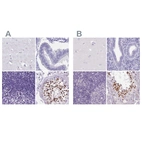 Immunohistochemical staining of human cerebral cortex, endometrium, lymph node and testis using Anti-SPESP1 antibody HPA045936 (A) shows similar protein distribution across tissues to independent antibody HPA051040 (B).
