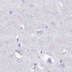 Immunohistochemical staining of human cerebral cortex using Anti-SPESP1 antibody HPA045936.