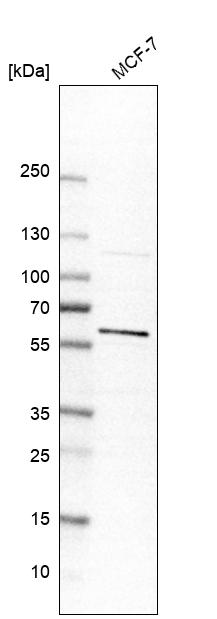 Anti-FOXP3 Antibody