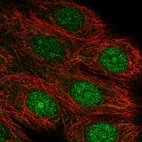 Immunofluorescent staining of human cell line MCF7 shows localization to nucleus & nucleoli.