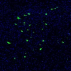Immunofluorescence staining of mouse brain shows strong positivity in of neurons in the hypothalamus.
