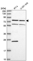 Anti-ELL Antibody