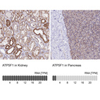 Anti-ATP5F1 Antibody