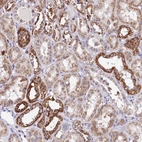 Immunohistochemical staining of human kidney shows high expression.