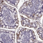 Immunohistochemical staining of human small intestine shows high expression.