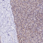 Immunohistochemical staining of human pancreas shows low expression as expected.