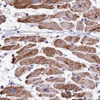Immunohistochemical staining of human heart muscle using Anti-ATP5F1 antibody HPA046067.