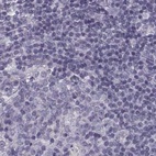 Anti-SLC28A2 Antibody