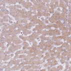 Anti-CRIPT Antibody
