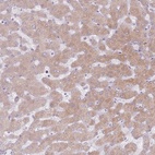 Anti-CRIPT Antibody