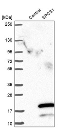 Anti-SPCS1 Antibody