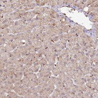 Anti-PEX14 Antibody