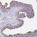 Anti-DAW1 Antibody