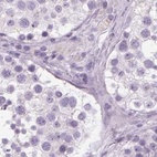 Immunohistochemical staining of human testis using Anti-POMC antibody HPA046135.