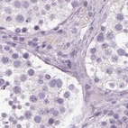 Immunohistochemical staining of human testis using Anti-POMC antibody HPA046135.