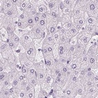 Immunohistochemical staining of human liver using Anti-POMC antibody HPA046135.