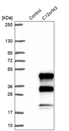 Western blot analysis in control (vector only transfected HEK293T lysate) and C12orf43 over-expression lysate (Co-expressed with a C-terminal myc-DDK tag (~3.1 kDa) in mammalian HEK293T cells, LY411468).