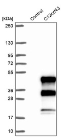 Anti-C12orf43 Antibody