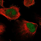 Immunofluorescent staining of human cell line U-251 MG shows localization to nucleus.