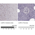 Anti-LUZP2 Antibody