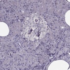 Anti-LUZP2 Antibody