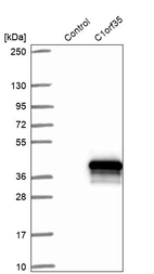 Western blot analysis in control (vector only transfected HEK293T lysate) and C1orf35 over-expression lysate (Co-expressed with a C-terminal myc-DDK tag (~3.1 kDa) in mammalian HEK293T cells, LY411316).