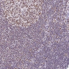 Immunohistochemical staining of human Lymph node shows moderate nuclear positivity in germinal and non germinal center cells.