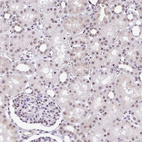 Immunohistochemical staining of human Kidney shows weak nuclear positivity in cells in tubules.