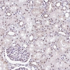 Immunohistochemical staining of human Kidney shows weak nuclear positivity in cells in tubules.