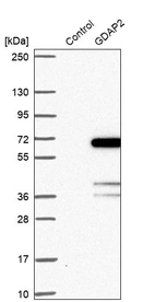 Western blot analysis in control (vector only transfected HEK293T lysate) and GDAP2 over-expression lysate (Co-expressed with a C-terminal myc-DDK tag (~3.1 kDa) in mammalian HEK293T cells, LY413601).