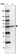 Anti-FOXRED1 Antibody