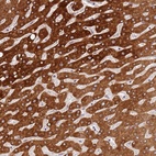 Anti-WDR93 Antibody