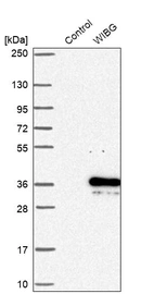 Western blot analysis in control (vector only transfected HEK293T lysate) and WIBG over-expression lysate (Co-expressed with a C-terminal myc-DDK tag (~3.1 kDa) in mammalian HEK293T cells, LY410182).