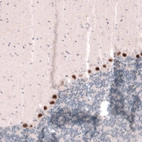 Immunohistochemical staining of mouse cerebellum shows strong nuclear positivity in Purkinje cells.