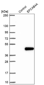 Western blot analysis in control (vector only transfected HEK293T lysate) and EFCAB4A over-expression lysate (Co-expressed with a C-terminal myc-DDK tag (~3.1 kDa) in mammalian HEK293T cells, LY406490).