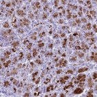Anti-BEST2 Antibody