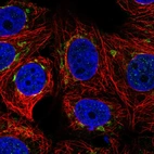 Immunofluorescent staining of human cell line MCF7 shows localization to the Golgi apparatus.