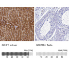 Anti-GCHFR Antibody